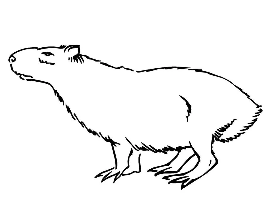 Simple Capybara Coloring Page