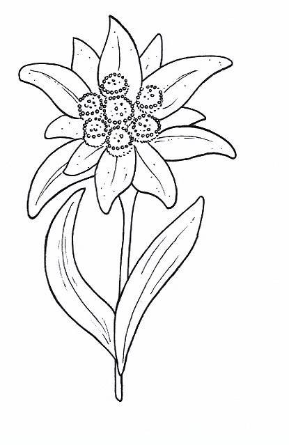 Edelweiss Austria Coloring Page