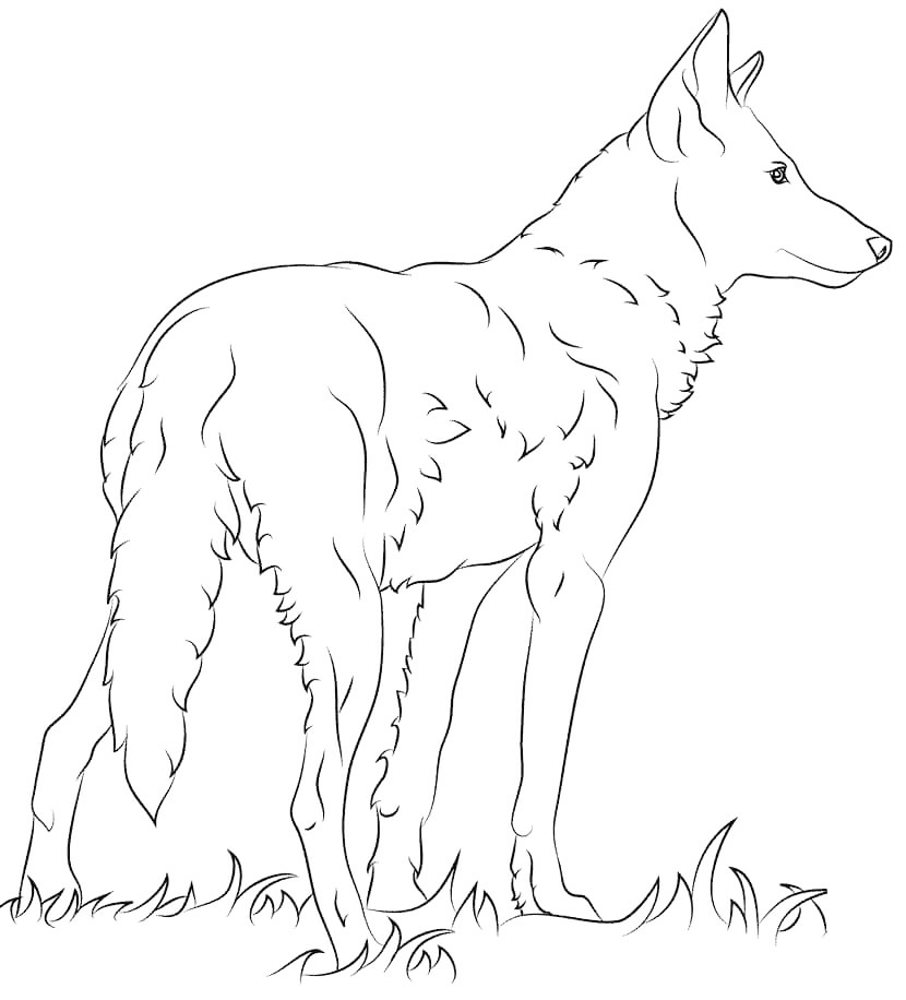 Italian Wolf Coloring Page