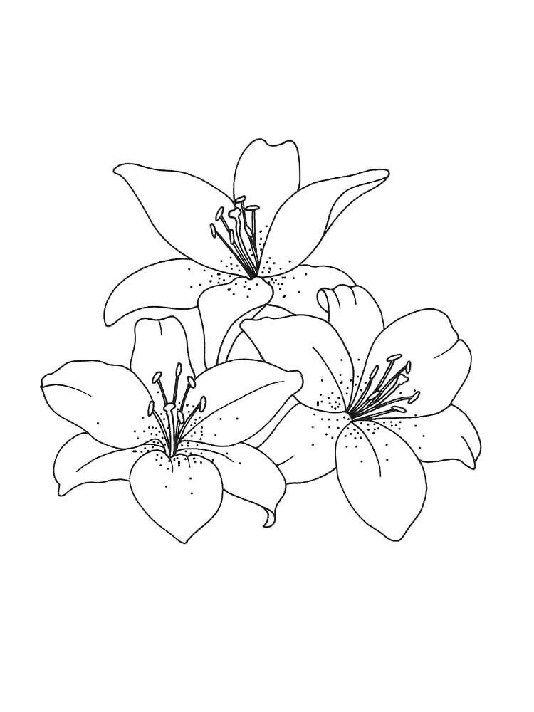 Lily National Flower Of Italy Coloring Page