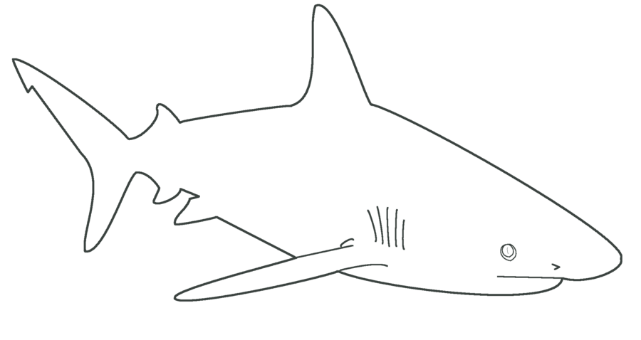 Tiger Shark Coloring Pages