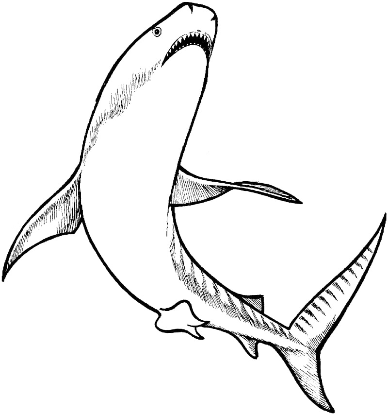 Tiger Shark Swimming Coloring Page