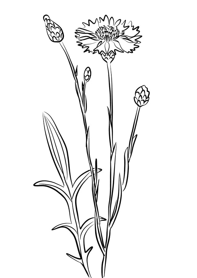 Cornflower Coloring Page