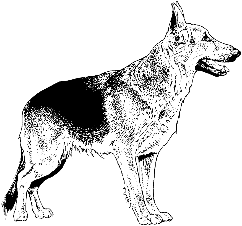 German Shepherd Coloring Page