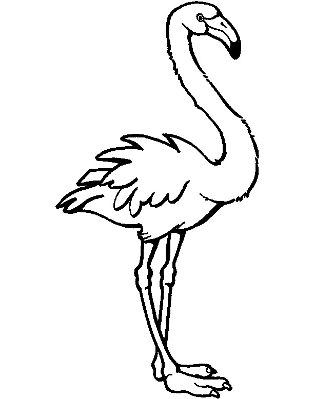 Argentina Flamingo Coloring Page