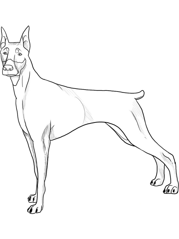 Beautiful Doberman Coloring Page