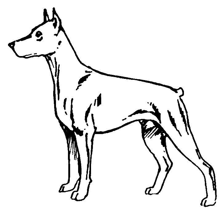 Doberman Profile Coloring Page