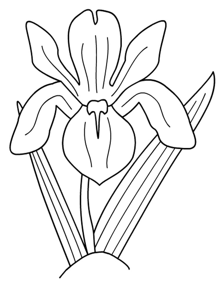 Iris Flower Of Croatia Coloring Page