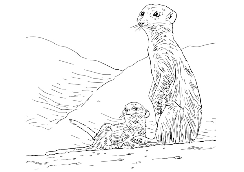 Meerkat Coloring Page