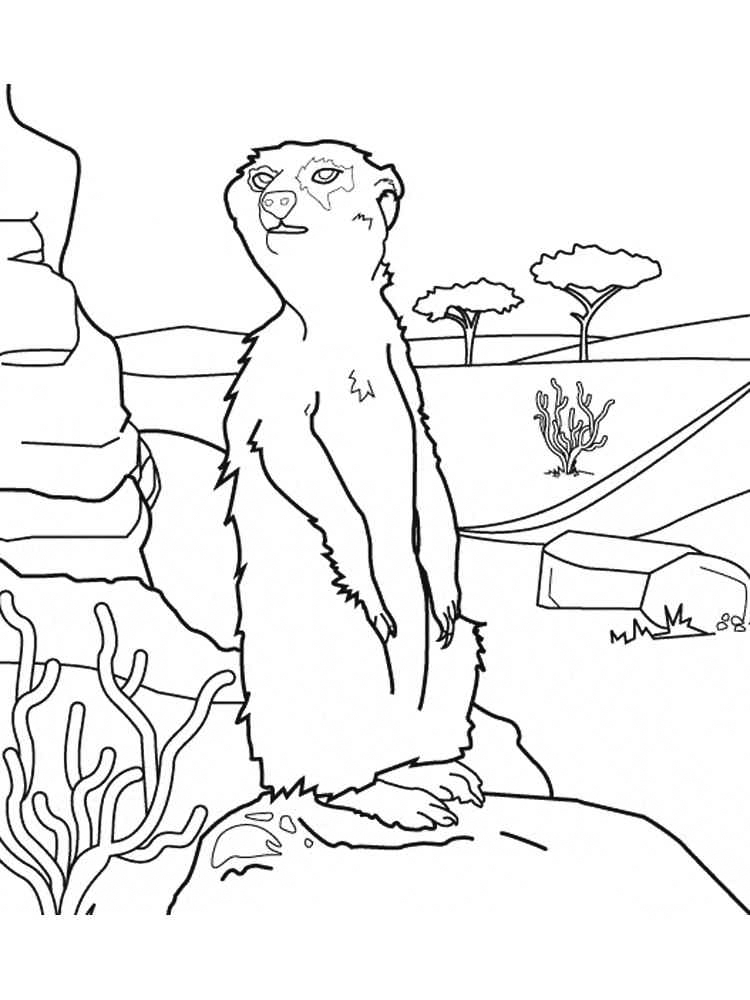 Meerkat In The Wild Coloring Page