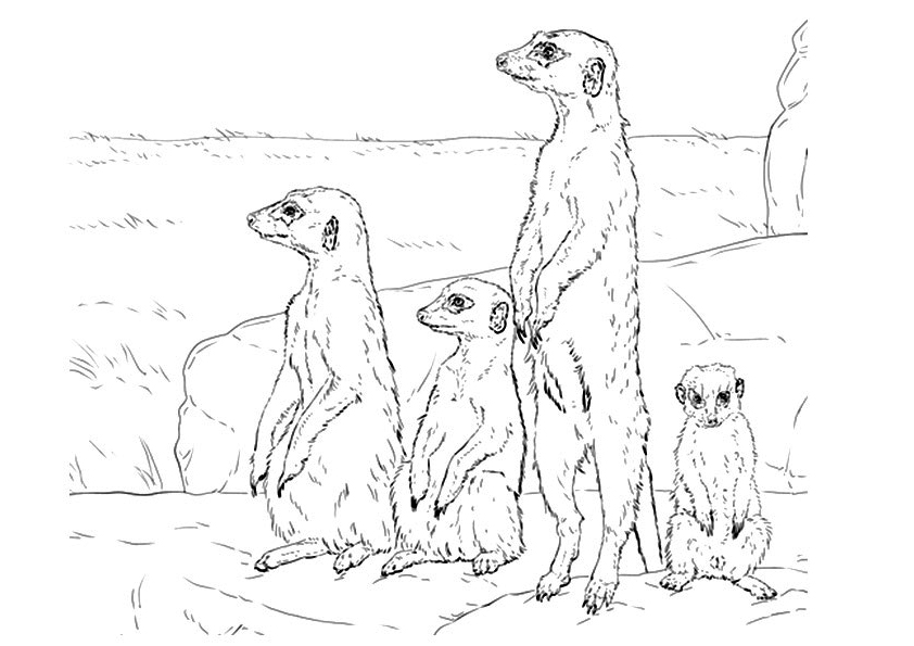 Meerkats Coloring Page