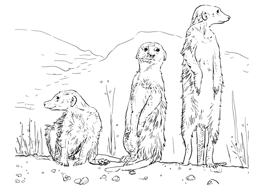 Meerkats Watching Coloring Page