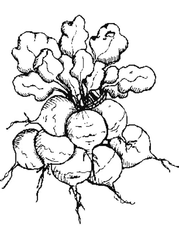 Organic Radish Coloring Page