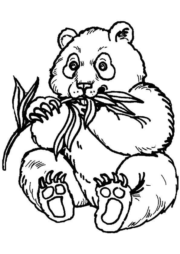 Panda Bear Coloring Page