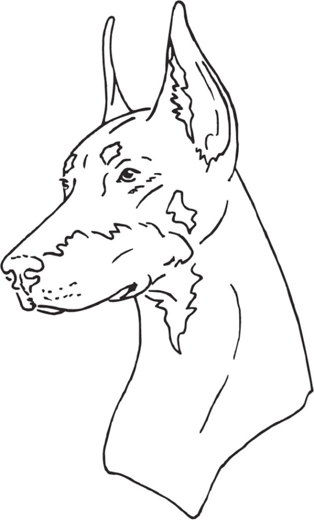 Pretty Doberman Coloring Page