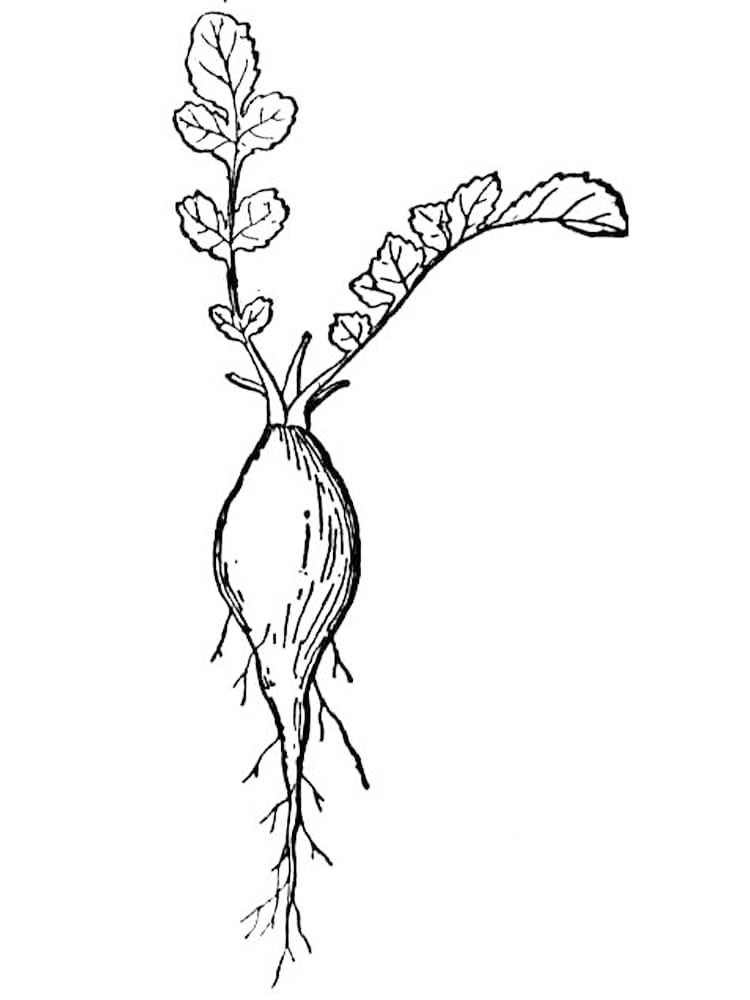 Printable Radish Coloring Page