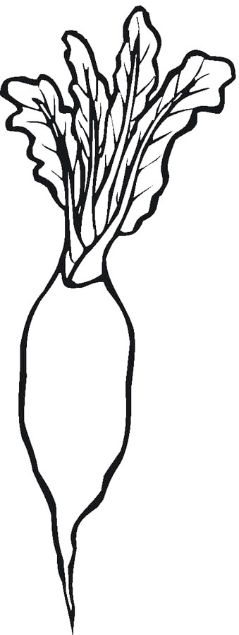 Radish Printable Coloring Page