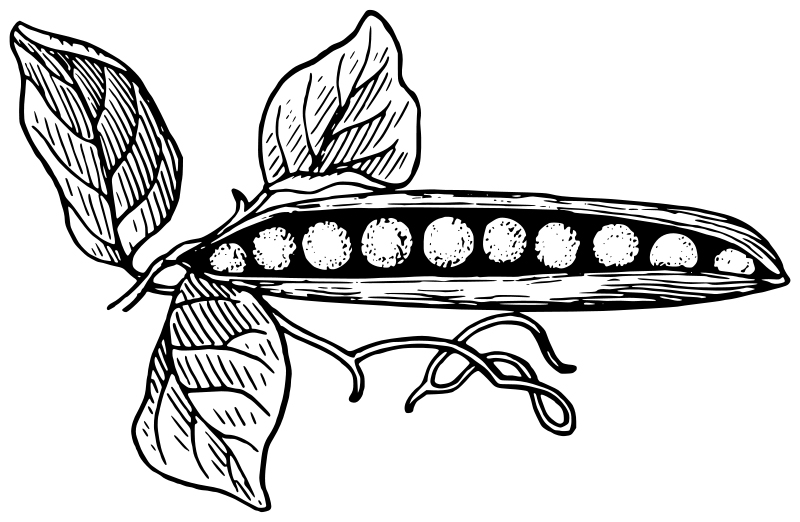 Realistic Pea Pod Coloring Page