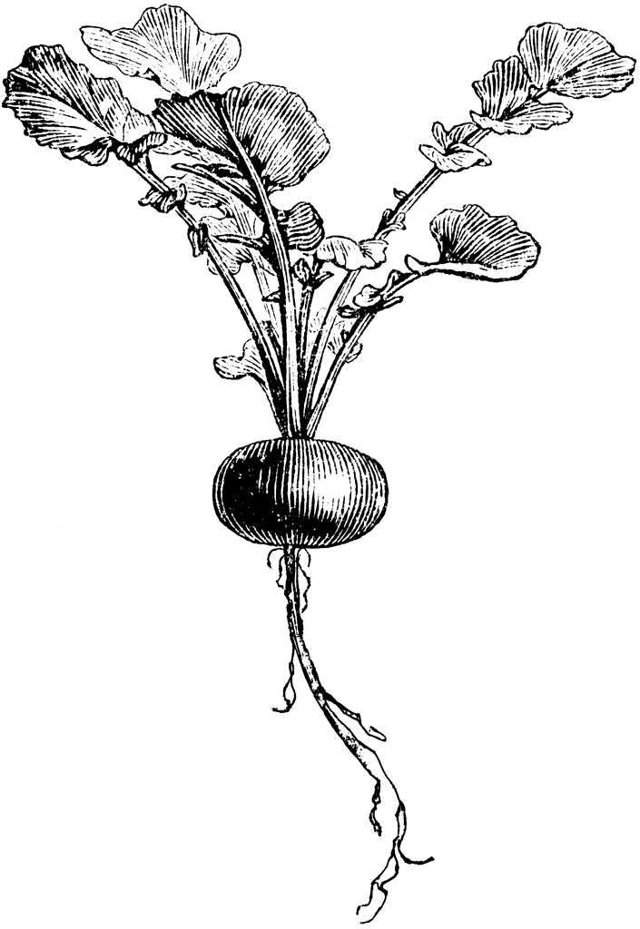 Realistic Radish Coloring Page