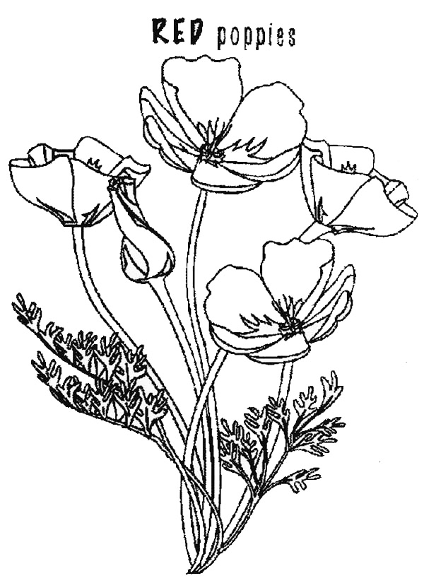Red Poppies Belgium Coloring Page