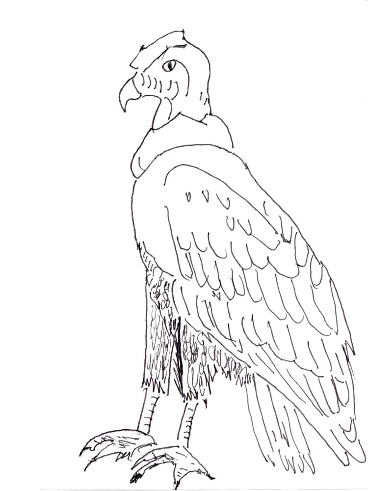 Andean Condor Columbia National Bird Coloring Page