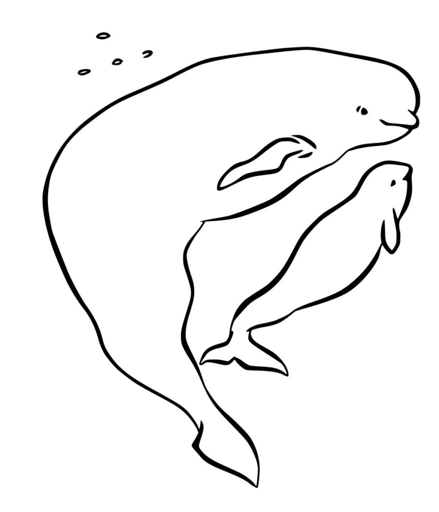 Beluga Whale Coloring Page