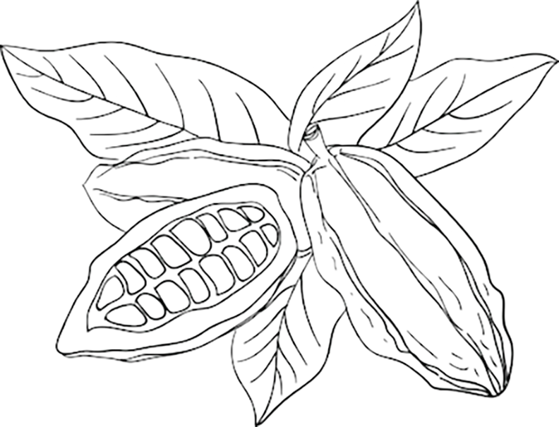Cocoa Plant Coloring Page
