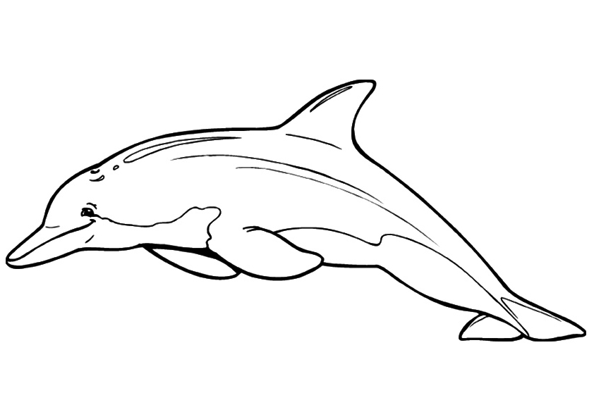 Dolphins In Iceland Coloring Page