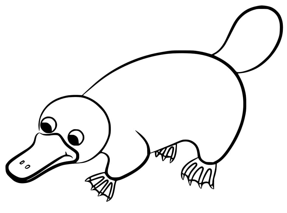 Easy Platypus Coloring Page