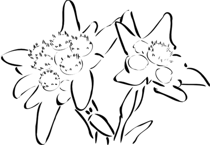 Edelweiss National Flower Switzerland Coloring Page