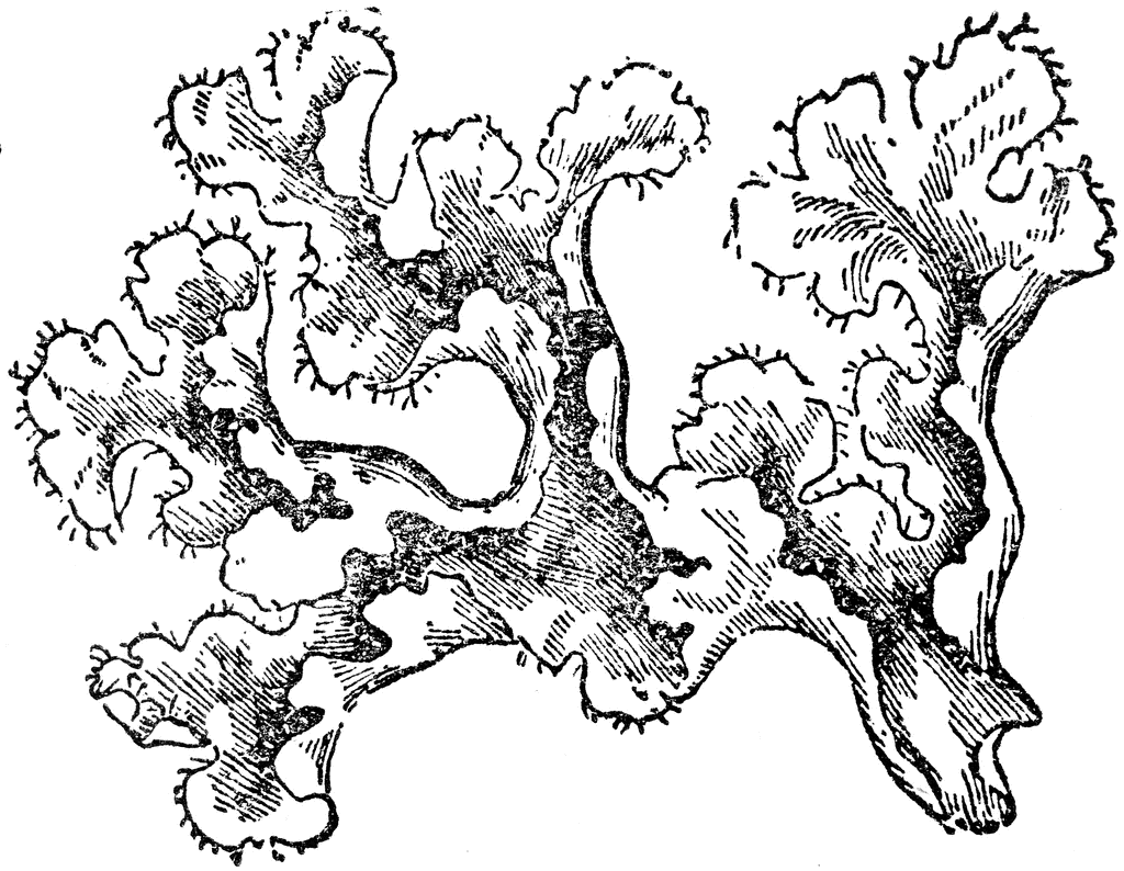 Iceland Moss Coloring Page