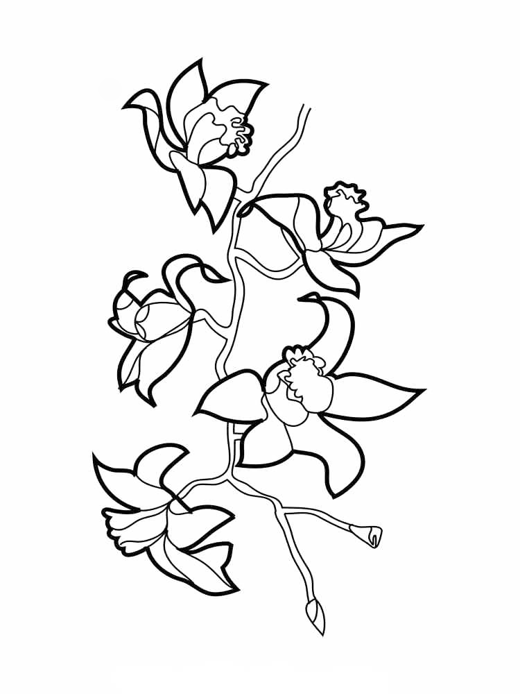 Kenya National Flower Orchid Coloring Page