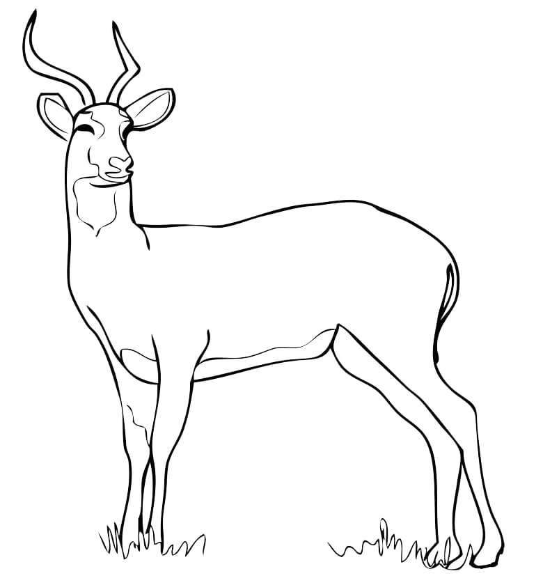 Kob Antelope National Animal Of Uganda Coloring Page