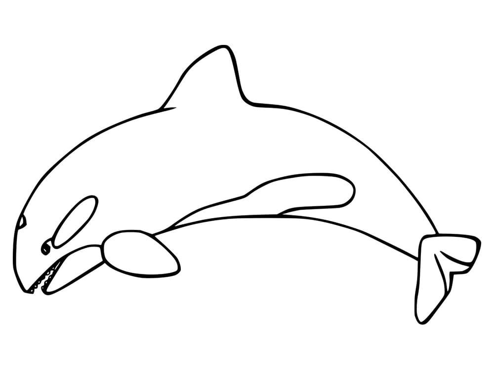 Orca Whale Coloring Page