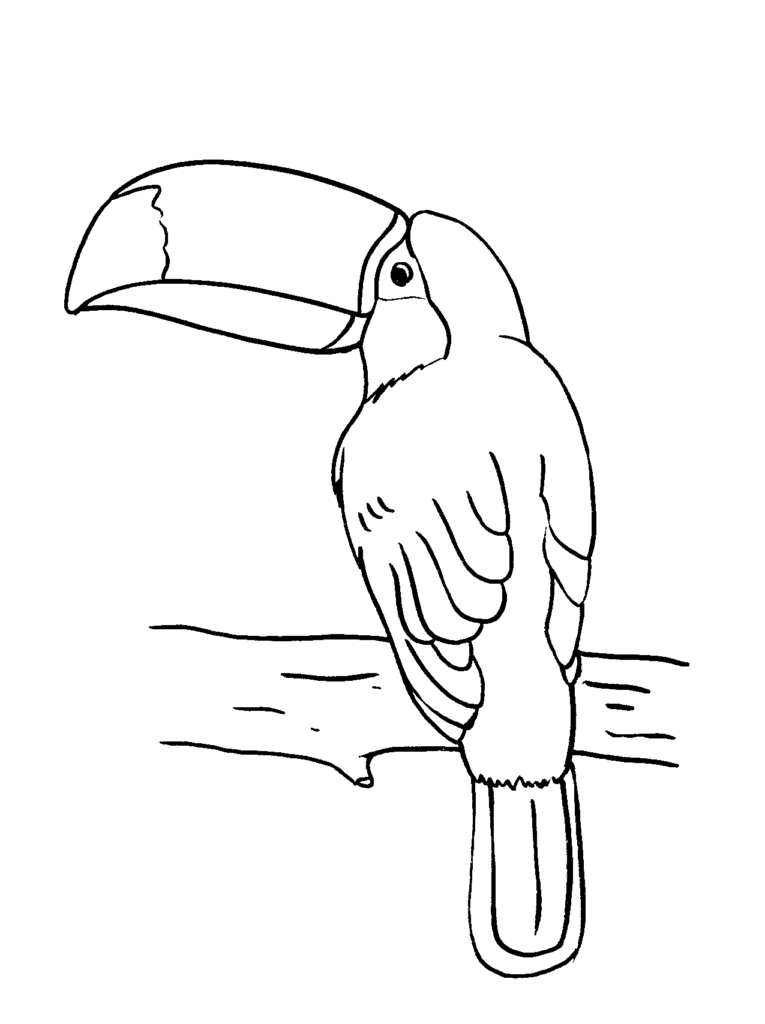 Toucan In Columbia Coloring Page