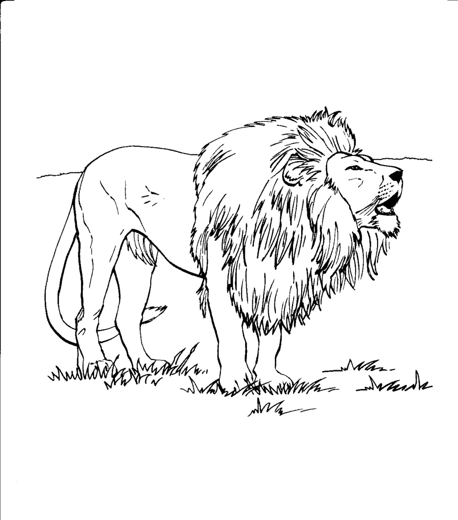 United Kingdoms National Animal Lion Coloring Page