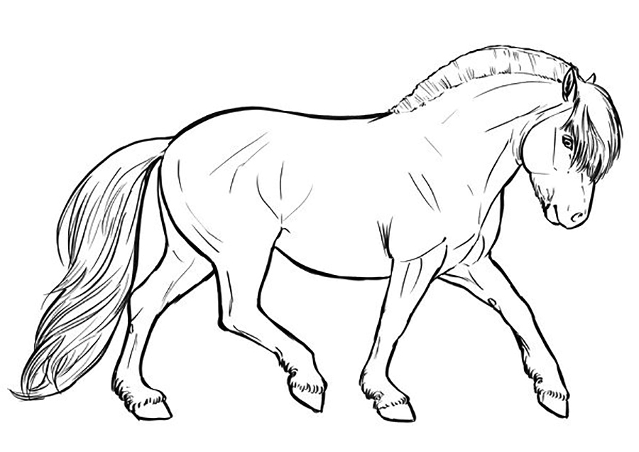 Fjord Horse From Norway Coloring Page