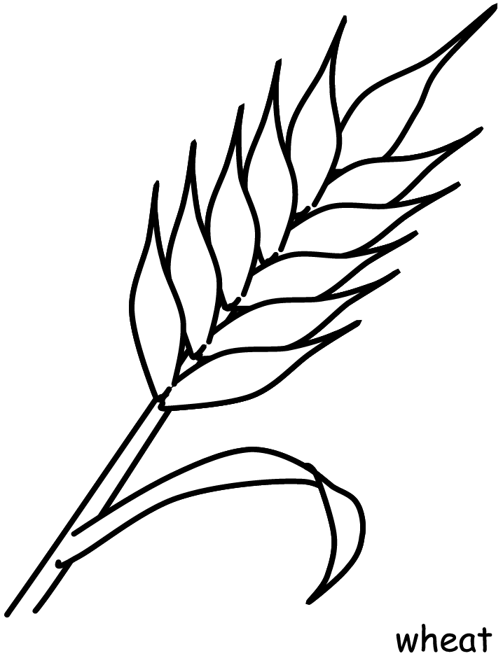 Hungary Main Crop Wheat Coloring Page