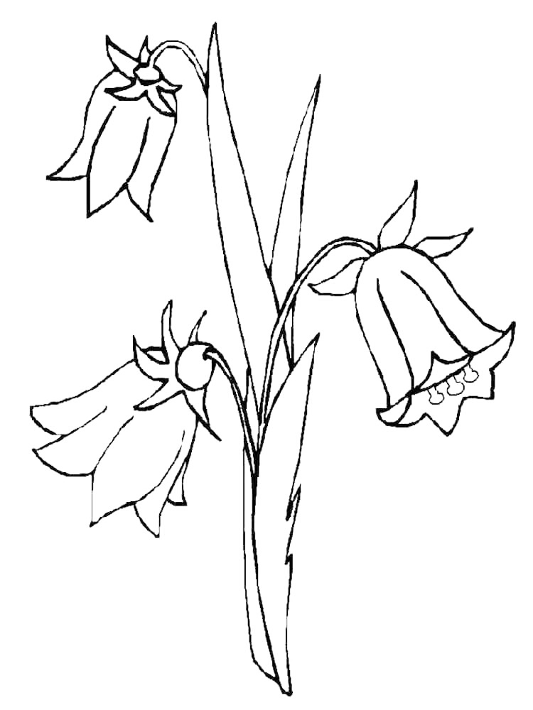 Lapageria Rosea Bellflower National Flower Of Chile Coloring Page