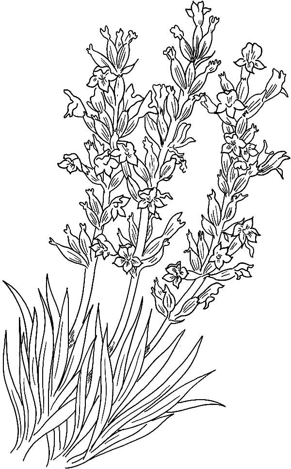 Lavendar National Flower Of Portugal Coloring Page