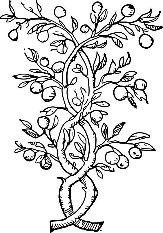 Olive Tree Coloring Page