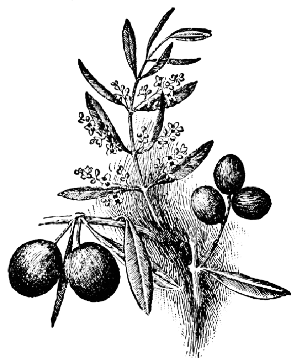 Olives On A Tree Coloring Page
