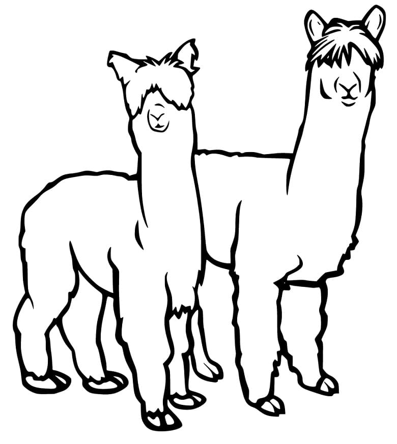 Peru Alpacas Coloring Page