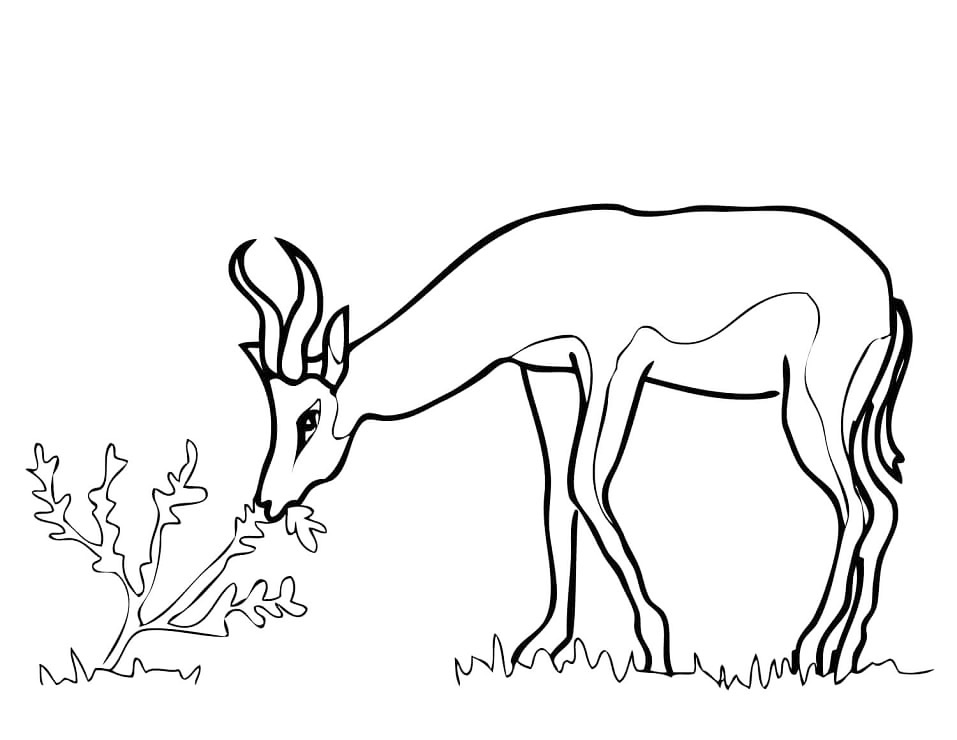 Springbok National Animal Coloring Page