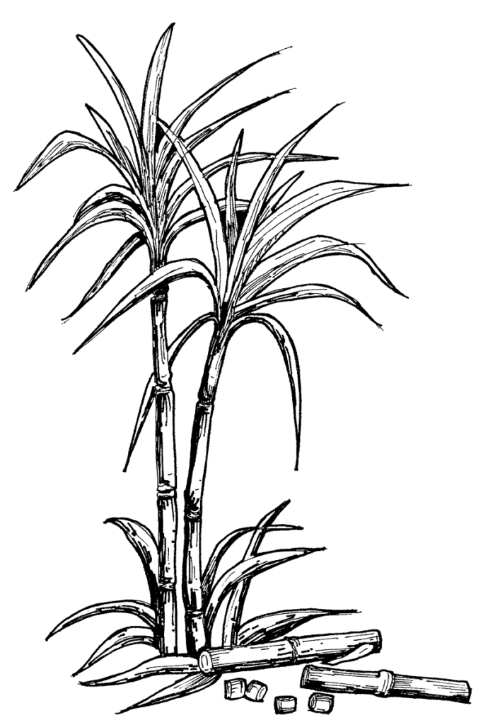 Sugar Cane In Tanzania Coloring Page