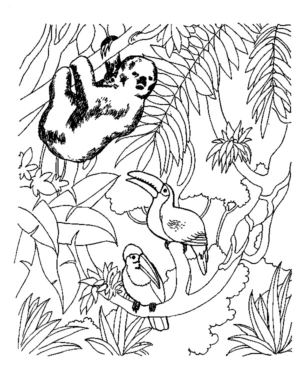 Tropical Animals In Peru Coloring Page