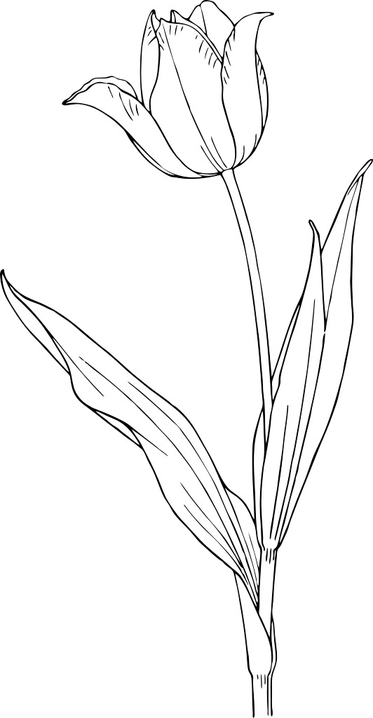 Tulip National Flower Of Hungary Coloring Page