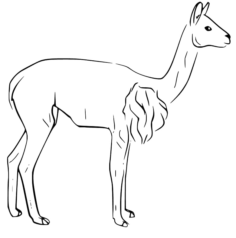 Vicuñas National Animal Of Peru Coloring Page