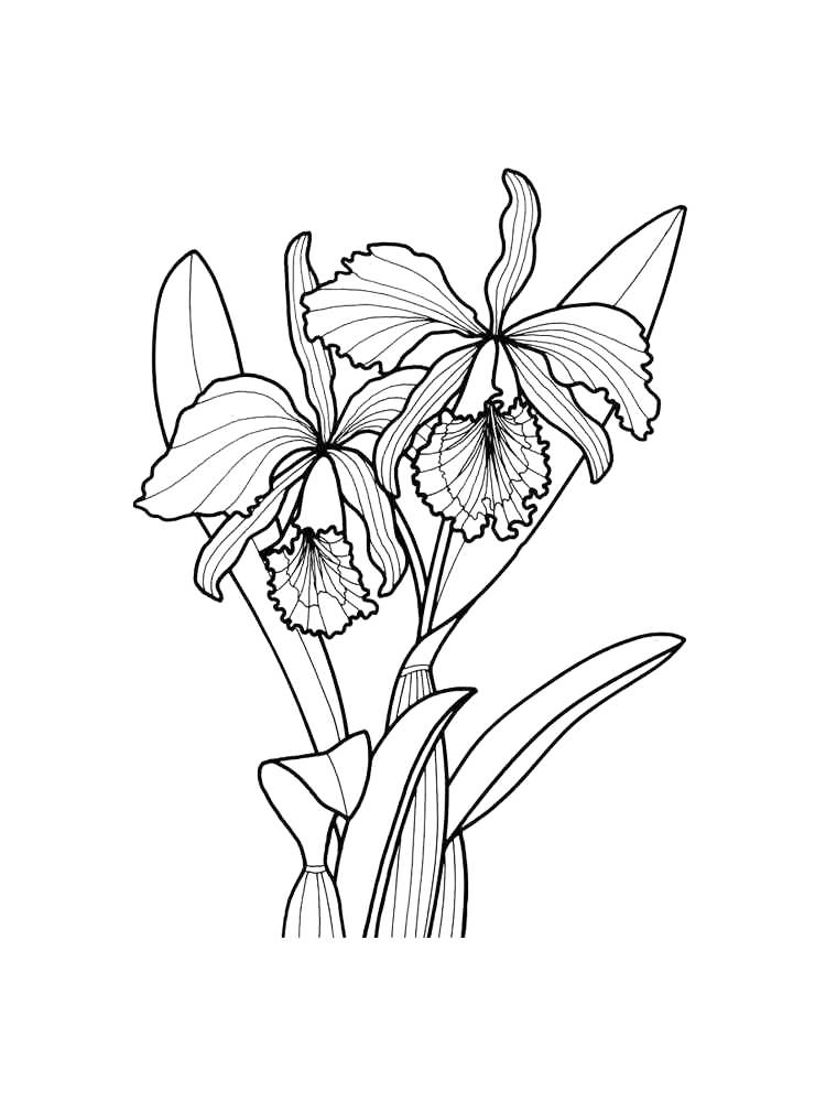Cattleya Mossiae National Flower Of Venezuela Coloring Page