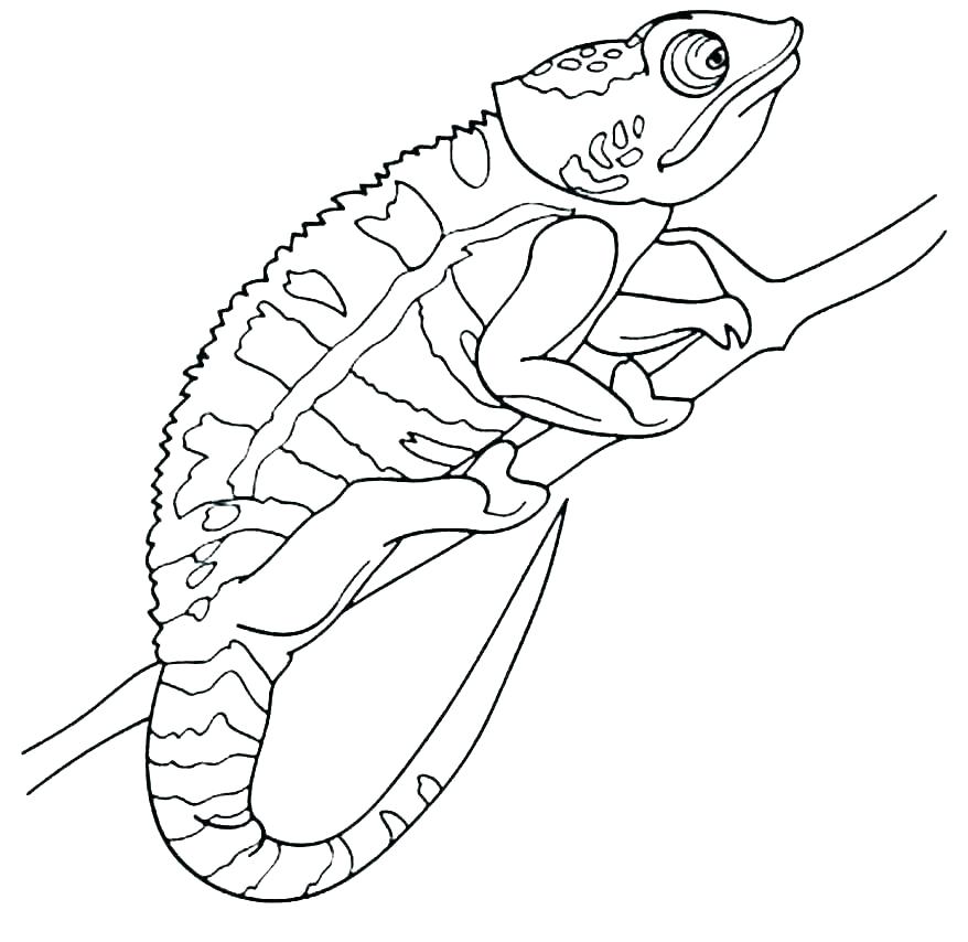 Chameleon Coloring Page